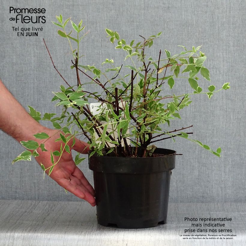 Esemplare di Hypericum moserianum Tricolor - Iperico Vaso da 3L/4L consegnato in estate