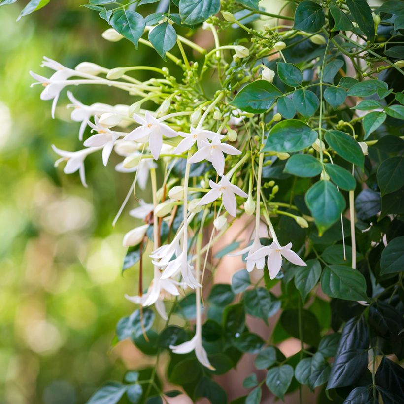 Millingtonia hortensis (Fioritura)