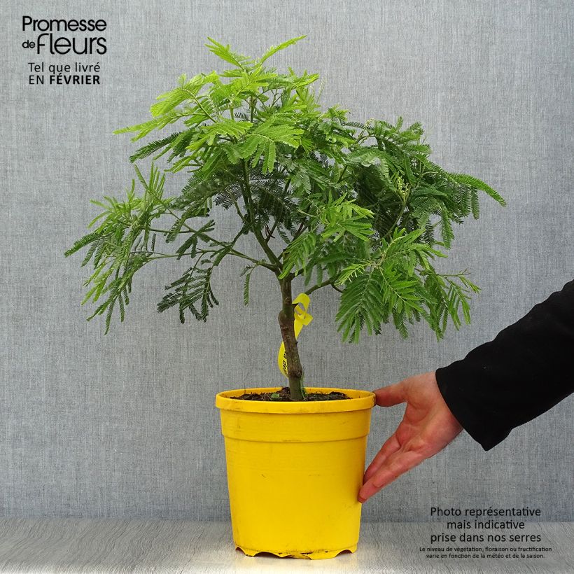 Acacia dealbata - Mimosa Vaso da 4L/5L esemplare consegnato in inverno