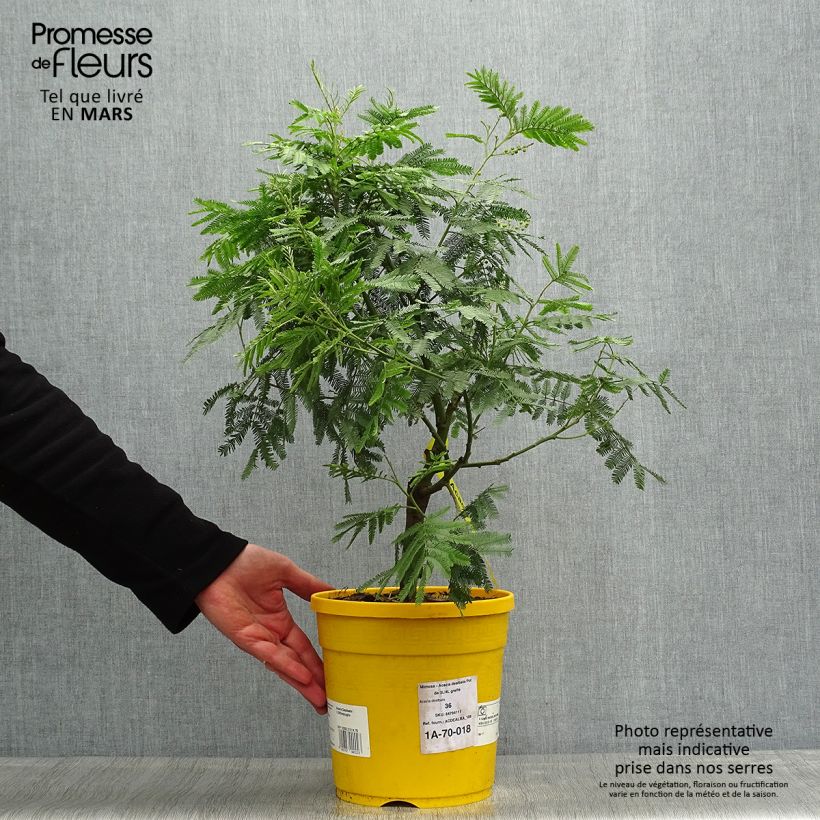 Acacia dealbata - Mimosa Vaso da 3L/4L esemplare consegnato in primavera