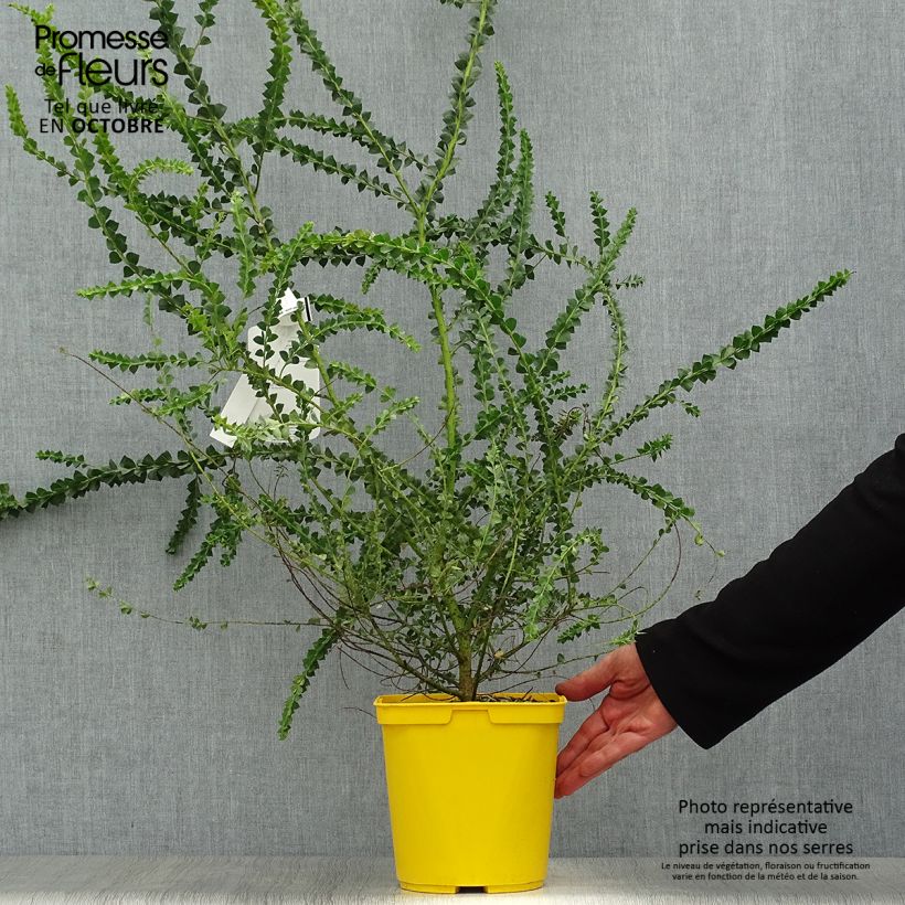 Esemplare di Acacia pravissima - Mimosa Vaso da 3L/4L come consegnato in autunno