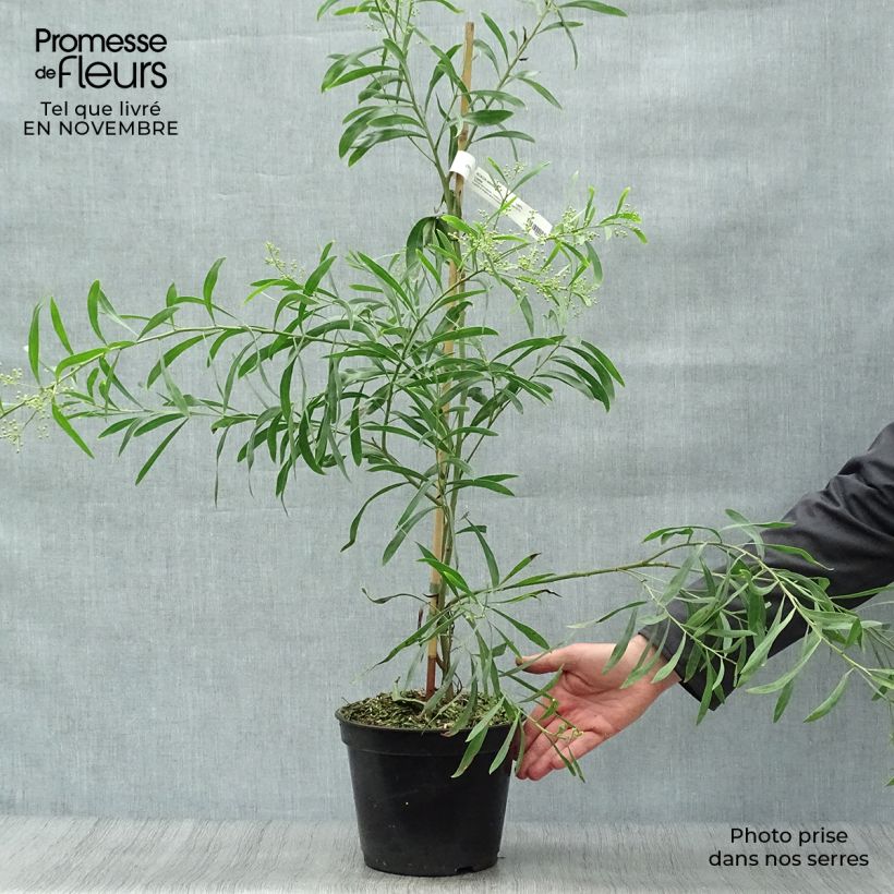Esemplare di Acacia retinodes Lisette - Mimosa 4 stagioni Vaso da 2L/3L come consegnato in autunno