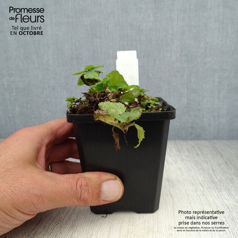 Esemplare di Mimulus luteus Vasetto da 8/9 cm come consegnato in autunno