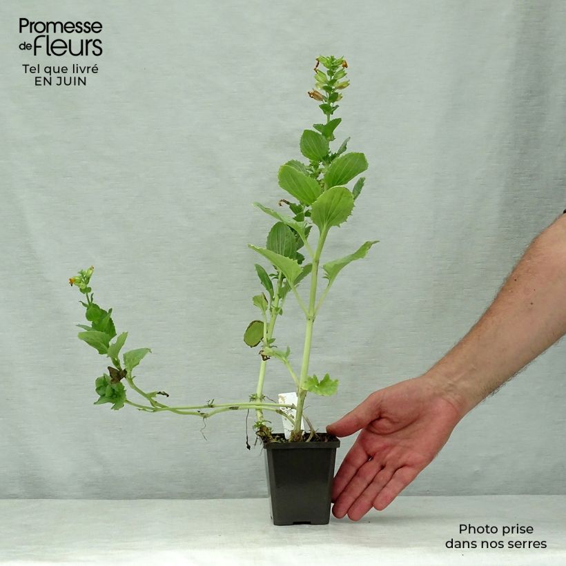 Esemplare di Mimulus luteus Vasetto da 8/9 cm consegnato in estate