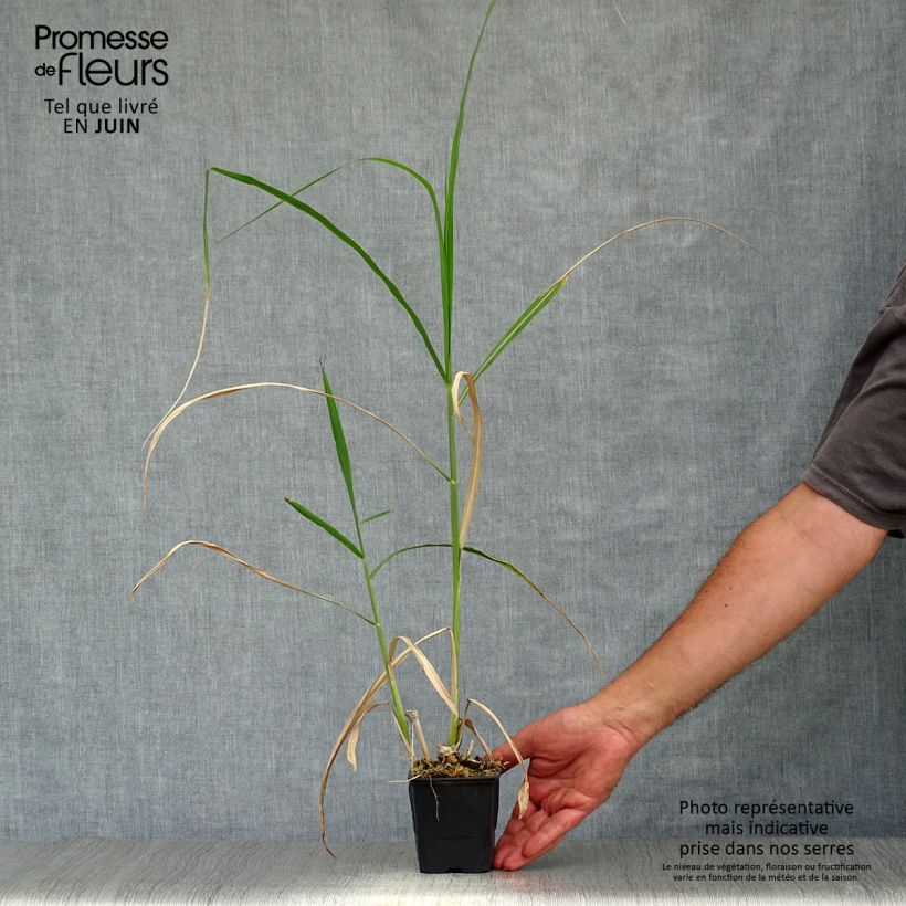 Esemplare di Miscanthus giganteus Vasetto da 8/9 cm consegnato in estate
