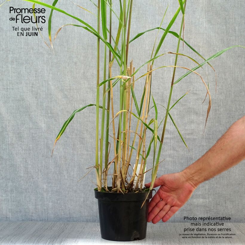 Esemplare di Miscanthus giganteus Vaso da 2L/3L consegnato in estate