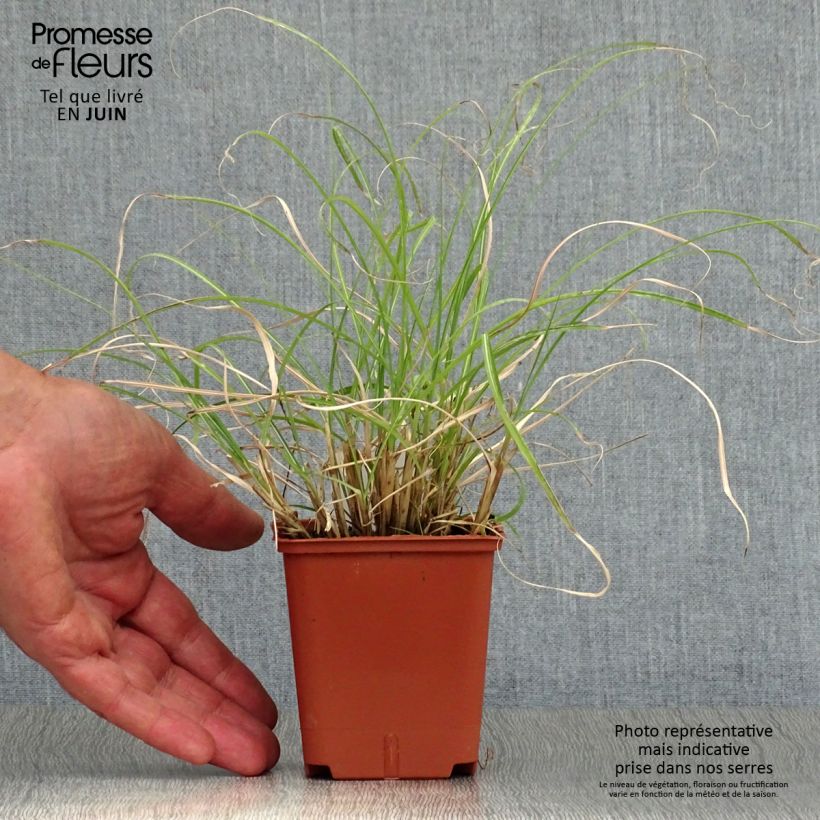 Esemplare di Miscanthus sinensis Adagio Vasetto da 8/9 cm consegnato in estate