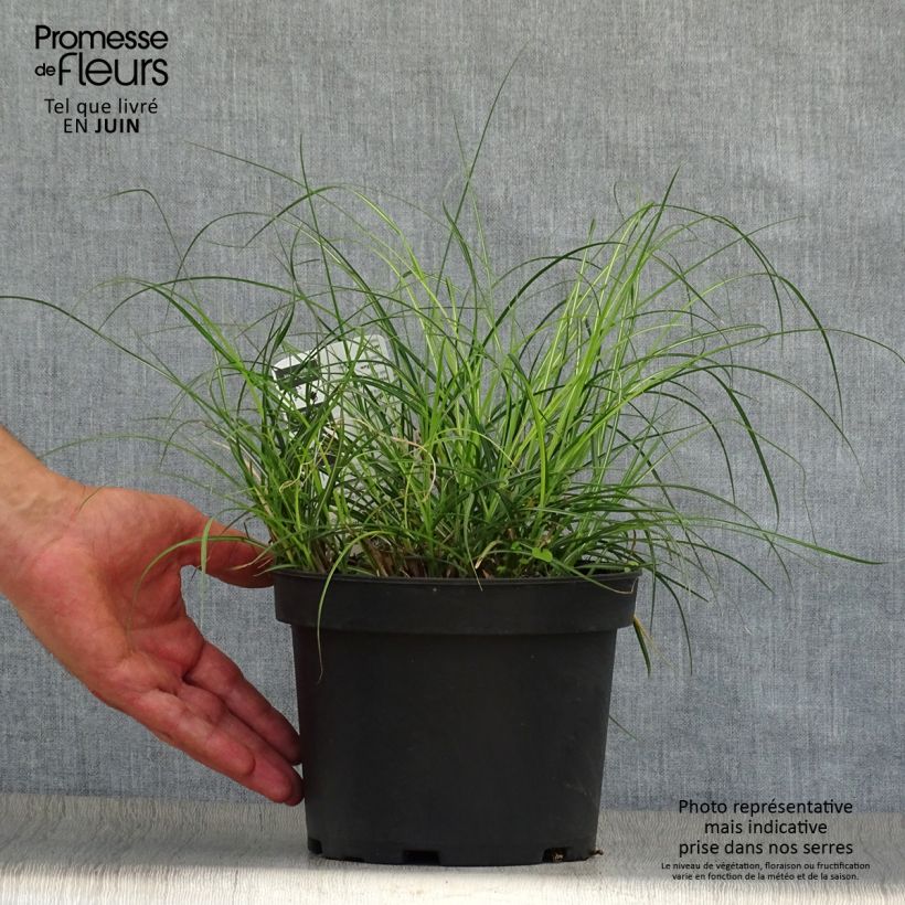 Esemplare di Miscanthus sinensis Adagio Vaso da 2L/3L consegnato in estate