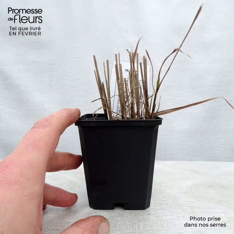 Miscanthus sinensis Afrika Vasetto da 8/9 cm esemplare consegnato in inverno