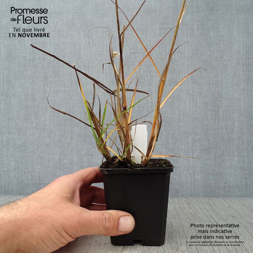 Esemplare di Miscanthus sinensis Aperitiv Vasetto da 8/9 cm come consegnato in autunno