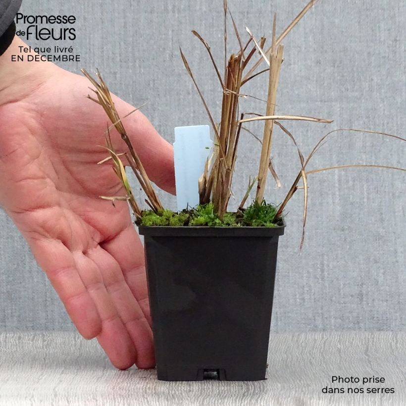 Miscanthus sinensis Aperitiv Vasetto da 8/9 cm esemplare consegnato in inverno