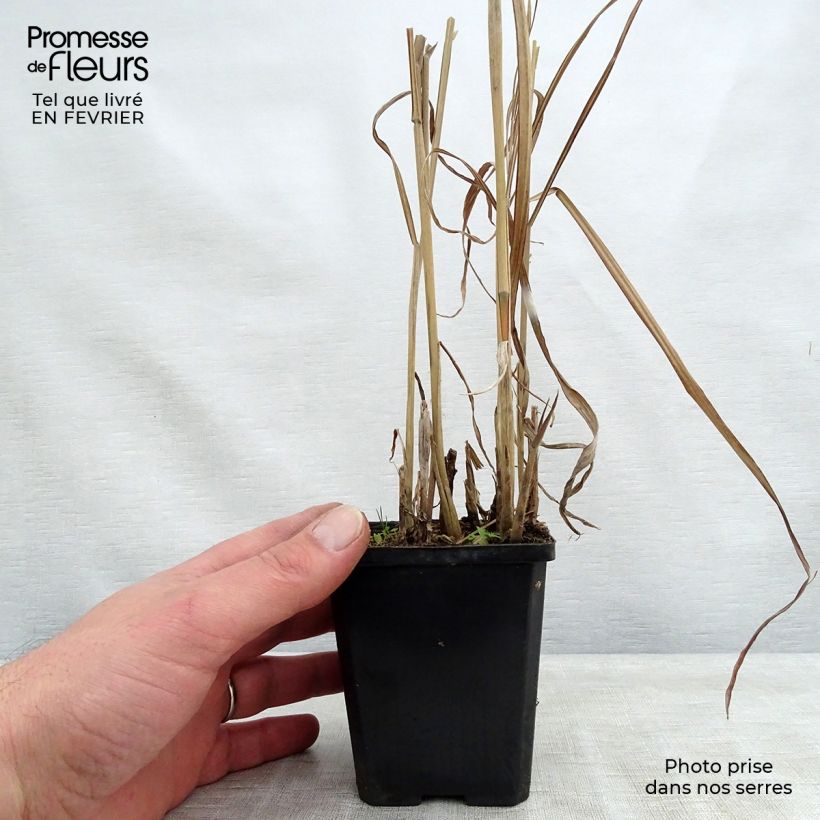 Miscanthus sinensis August Feder Vasetto da 8/9 cm esemplare consegnato in inverno
