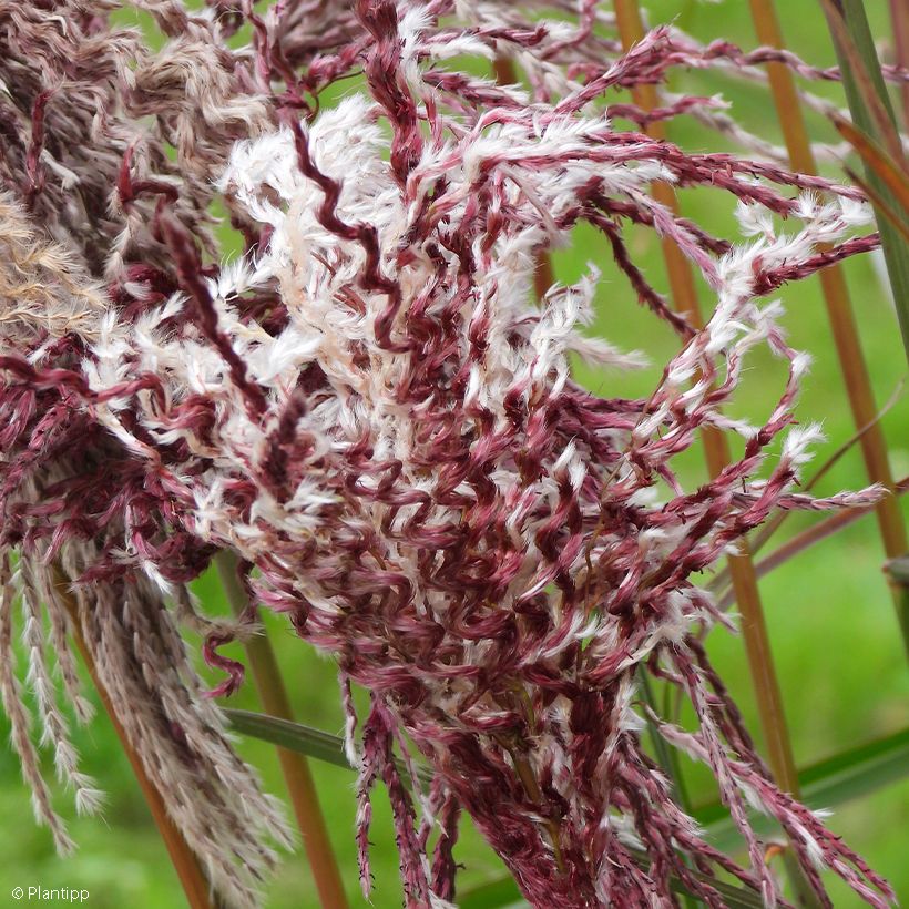 Miscanthus sinensis Boucle (Fioritura)