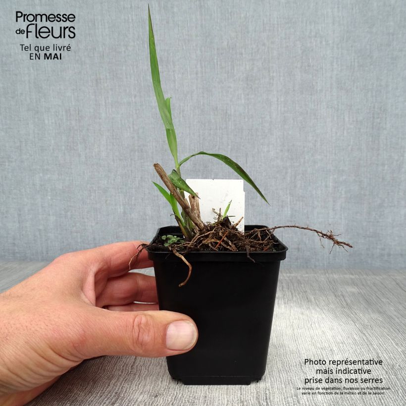 Miscanthus sinensis China Vasetto da 8/9 cm esemplare consegnato in primavera