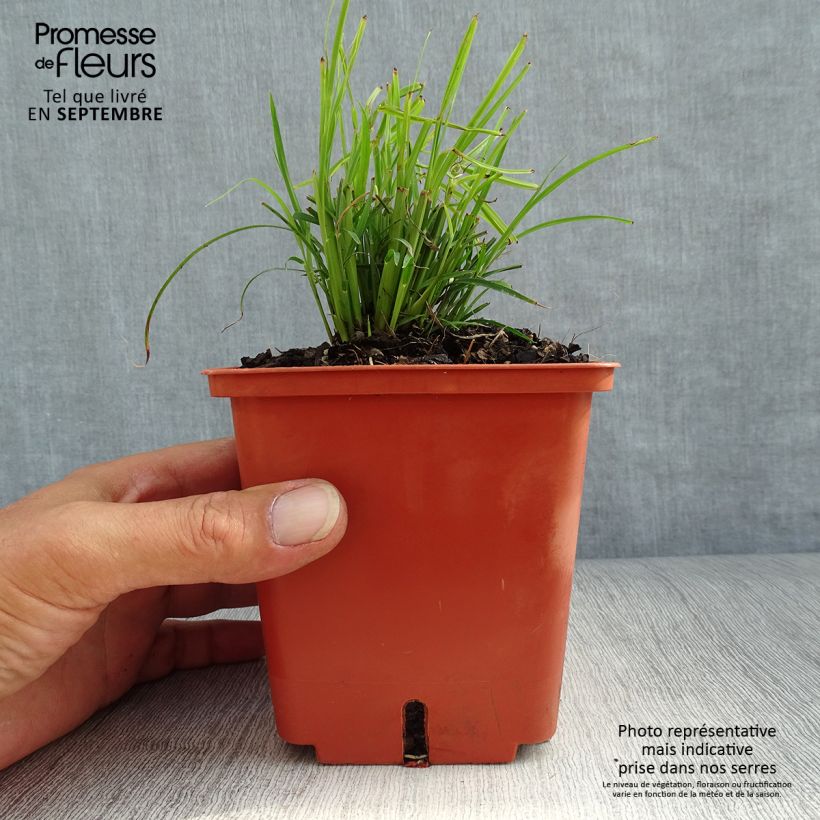 Esemplare di Miscanthus sinensis Cute One Vaso da 1L/1,5L come consegnato in autunno