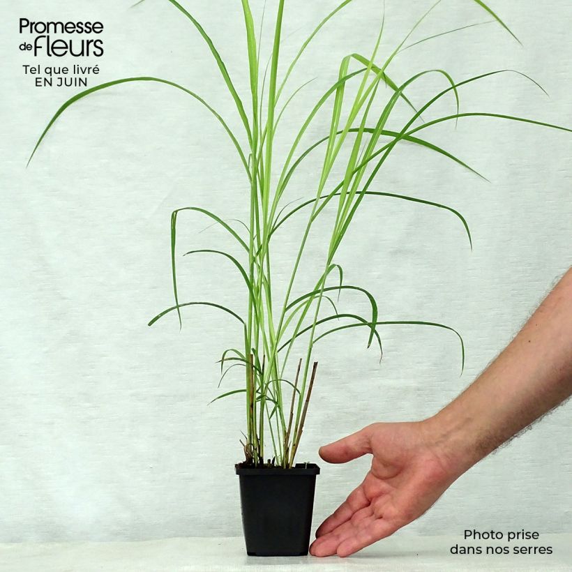 Esemplare di Miscanthus sinensis Dronning Ingrid Vasetto da 8/9 cm consegnato in estate