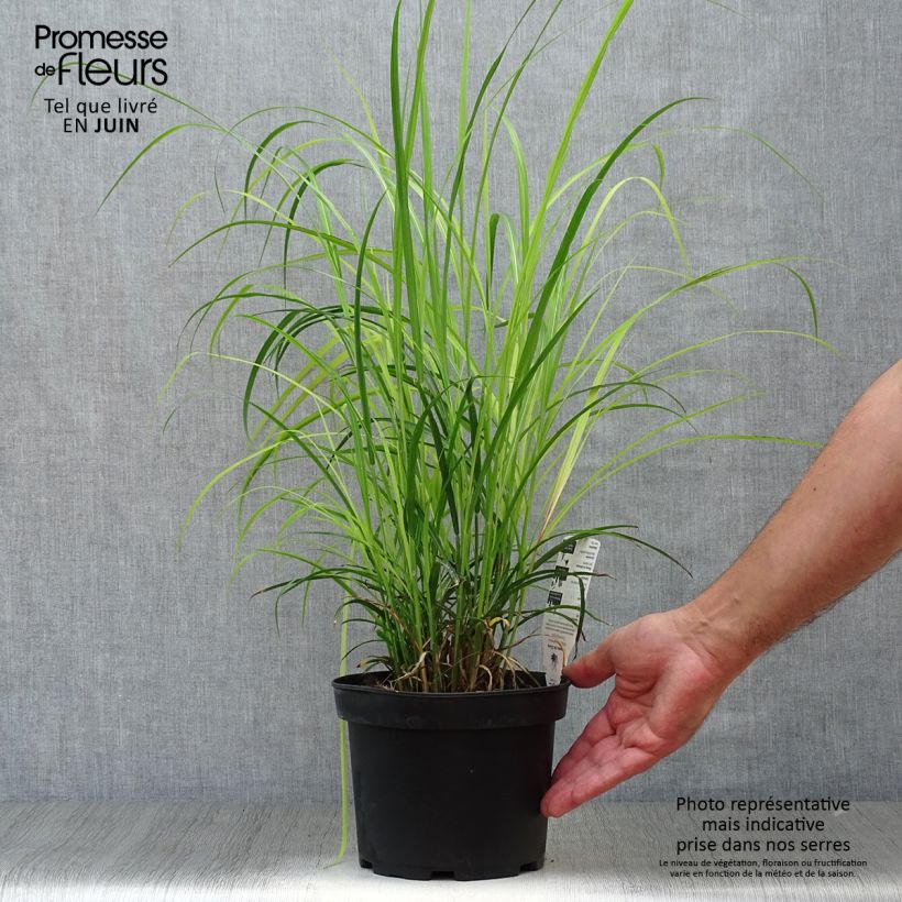 Esemplare di Miscanthus sinensis Dronning Ingrid Vaso da 1,5L/2L consegnato in estate