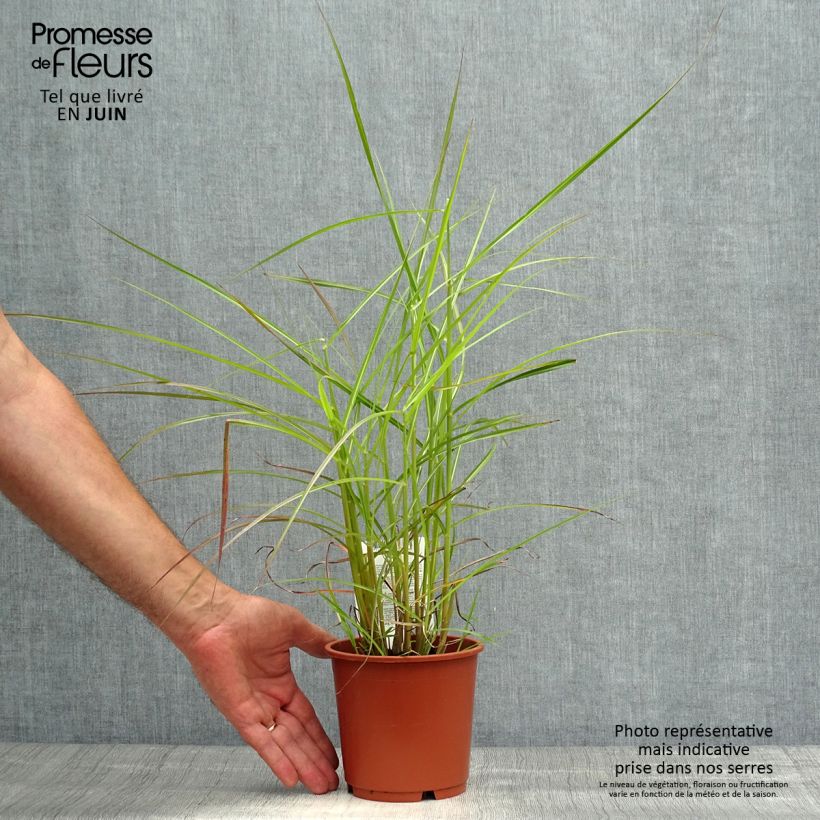 Esemplare di Miscanthus sinensis Ferner Osten Vaso da 1L/1,5L consegnato in estate