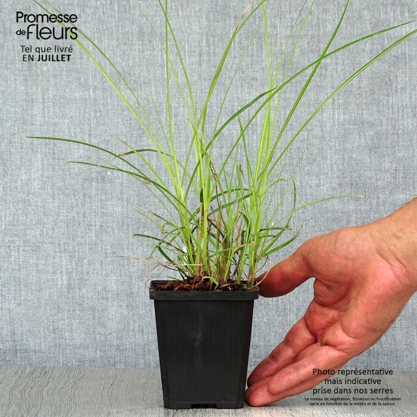 Esemplare di Miscanthus sinensis Flamingo Vasetto da 8/9 cm consegnato in estate