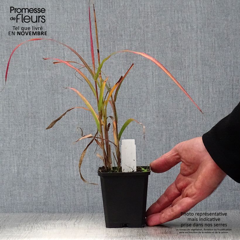 Esemplare di Miscanthus sinensis Ghana Vasetto da 8/9 cm come consegnato in autunno