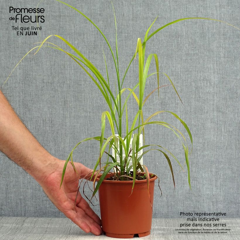 Esemplare di Miscanthus sinensis Ghana Vaso da 1L/1,5L consegnato in estate