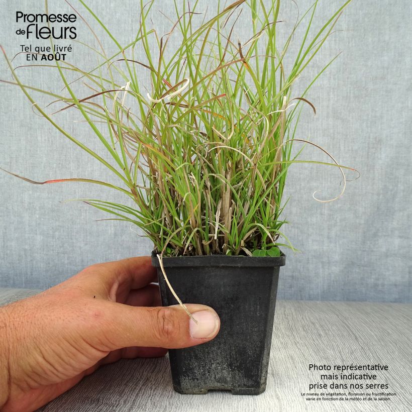 Esemplare di Miscanthus sinensis Gnom Vasetto da 8/9 cm consegnato in estate