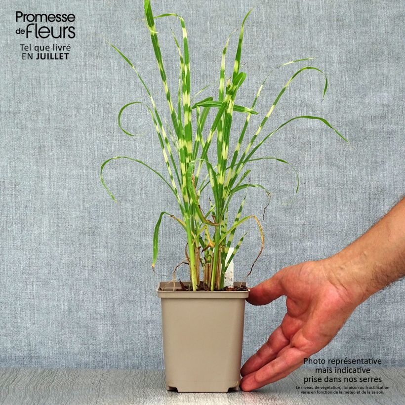 Esemplare di Miscanthus sinensis Gold Bar Vasetto da 8/9 cm consegnato in estate