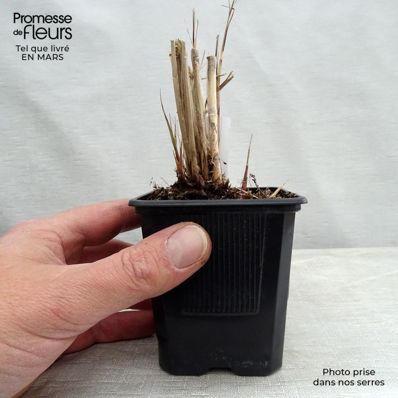 Miscanthus sinensis Gracillimus - Eulalie en godet de 9cm esemplare consegnato in primavera