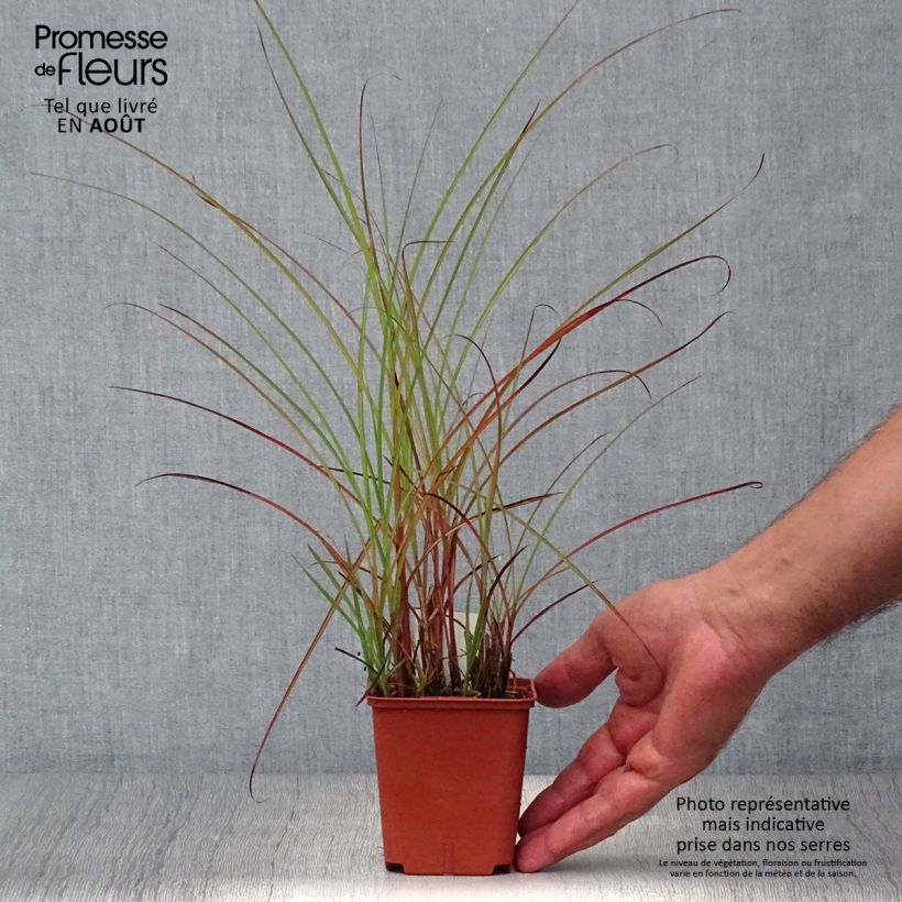 Esemplare di Miscanthus sinensis Graziella Vasetto da 8/9 cm consegnato in estate