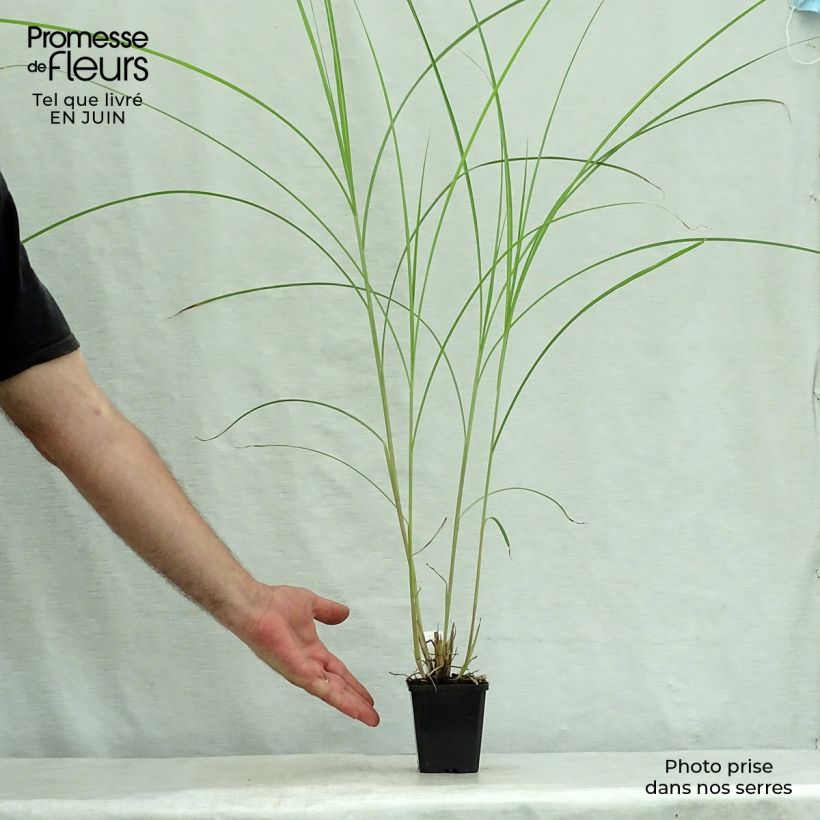 Esemplare di Miscanthus sinensis Kaskade Vasetto da 8/9 cm consegnato in estate