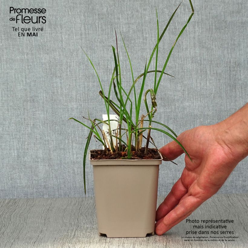 Miscanthus sinensis Kleine Fontäne Vasetto da 8/9 cm esemplare consegnato in primavera