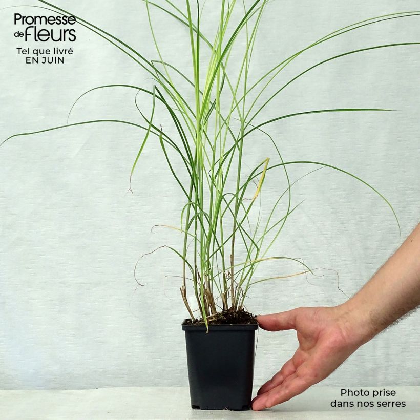 Esemplare di Miscanthus sinensis Kleine Silberspinne Vasetto da 8/9 cm consegnato in estate