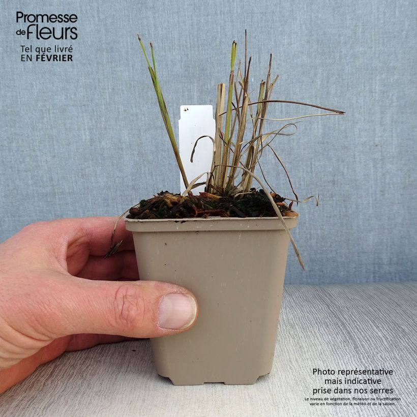 Miscanthus sinensis Little Miss Vasetto da 8/9 cm esemplare consegnato in inverno