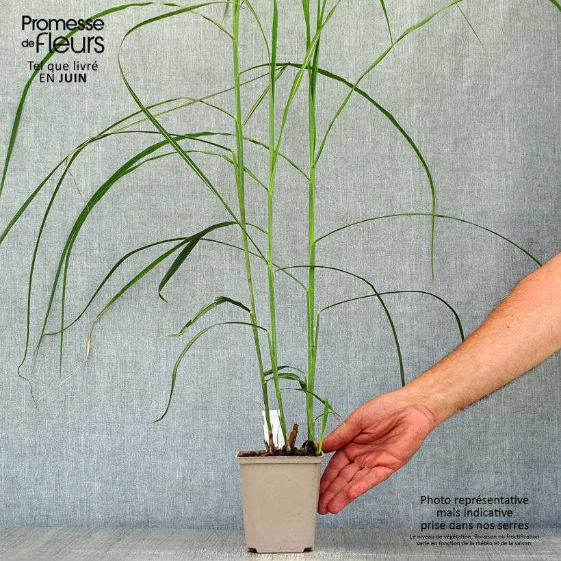 Esemplare di Miscanthus sinensis Malepartus Vasetto da 8/9 cm consegnato in estate
