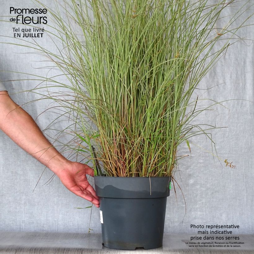 Esemplare di Miscanthus sinensis Morning Light Vaso da 7,5L/10L consegnato in estate