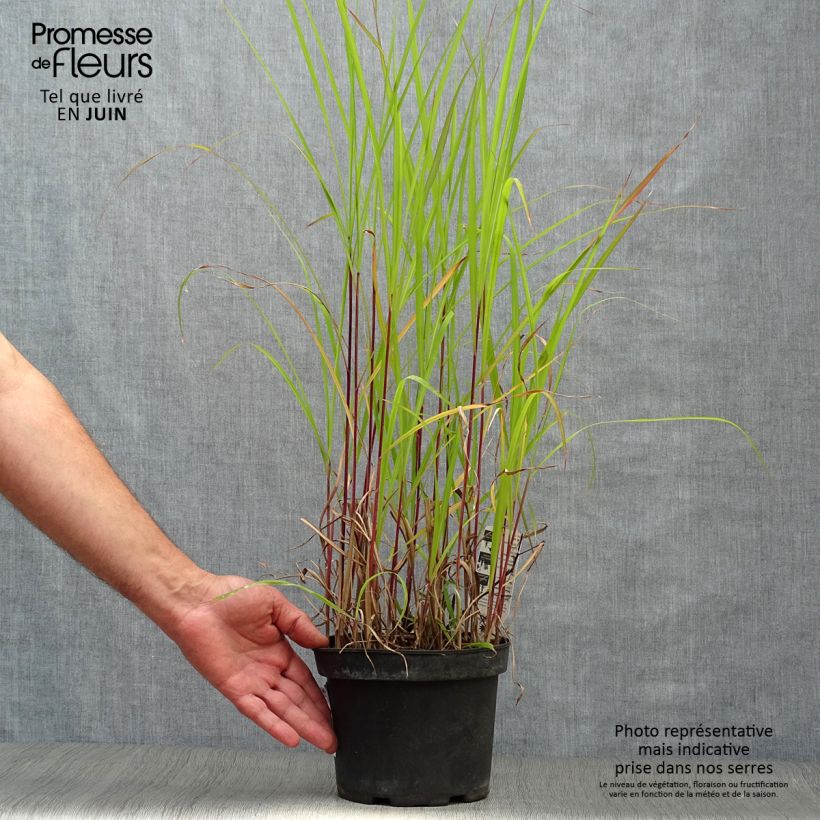 Esemplare di Miscanthus sinensis Purpurascens Vaso da 2L/3L consegnato in estate