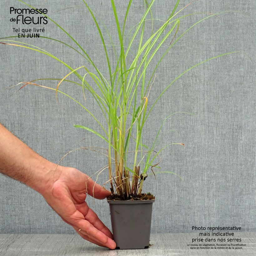 Esemplare di Miscanthus sinensis Red Chief Vasetto da 8/9 cm consegnato in estate