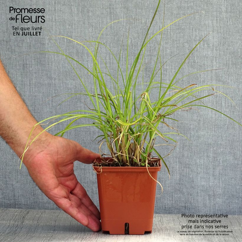 Esemplare di Miscanthus sinensis Red Chief Vaso da 1,5L/2L consegnato in estate