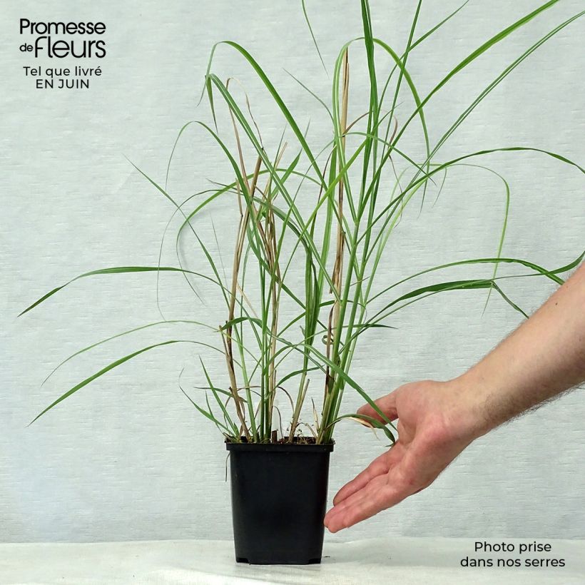 Esemplare di Miscanthus sinensis Rotsilber Vasetto da 8/9 cm consegnato in estate