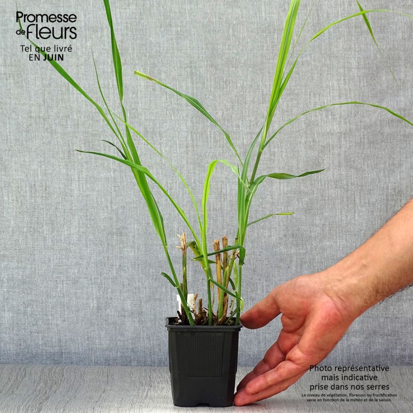 Esemplare di Miscanthus sinensis Silberfeder Vasetto da 8/9 cm consegnato in estate