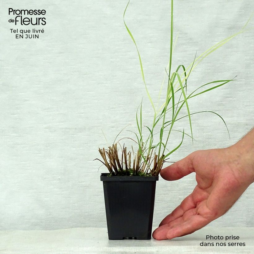 Esemplare di Miscanthus sinensis Silberspinne Vasetto da 8/9 cm consegnato in estate