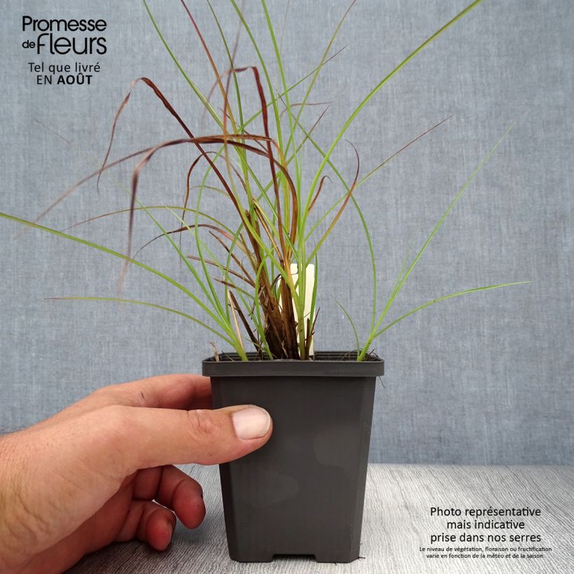 Esemplare di Miscanthus sinensis Sirene Vasetto da 8/9 cm consegnato in estate