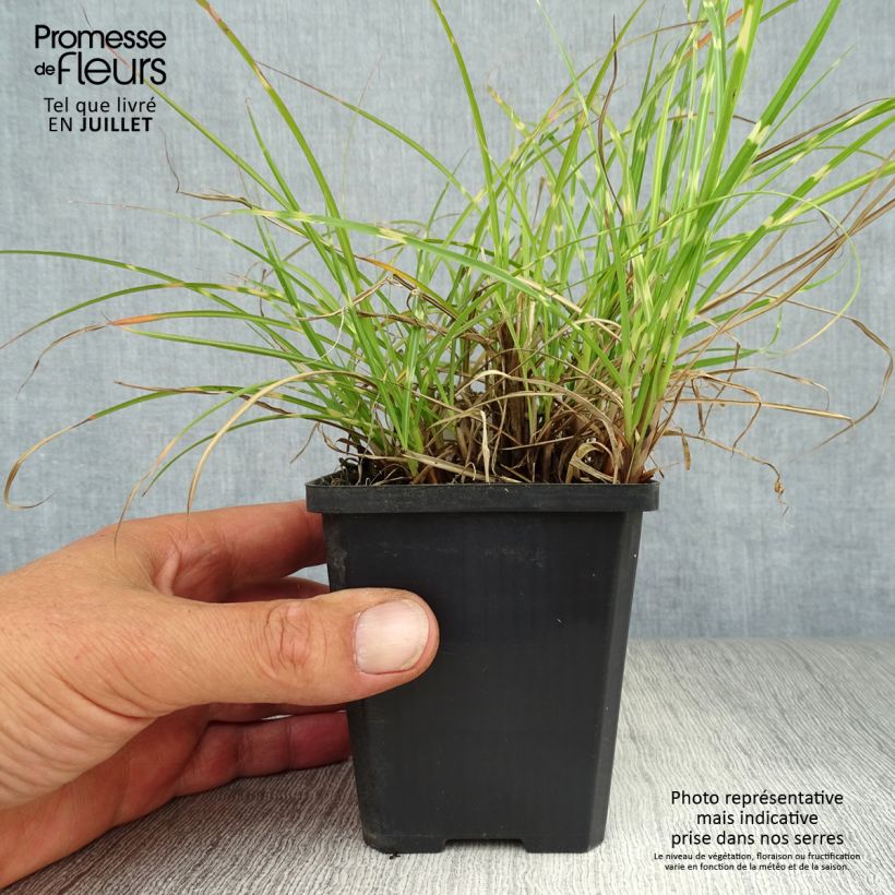 Esemplare di Miscanthus sinensis Strictus Dwarf Vasetto da 8/9 cm consegnato in estate