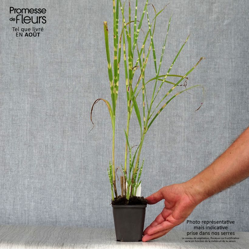 Esemplare di Miscanthus sinensis Strictus Vasetto da 8/9 cm consegnato in estate