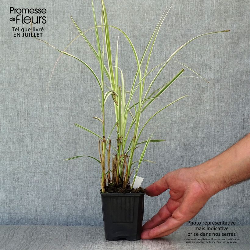 Esemplare di Miscanthus sinensis Variegatus Vasetto da 8/9 cm consegnato in estate