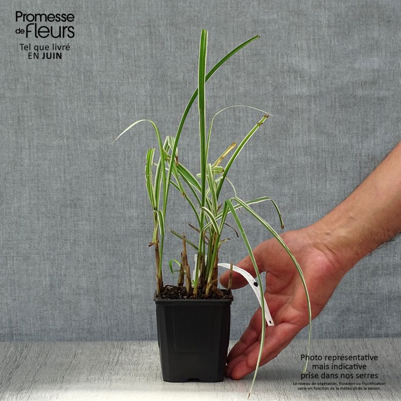 Esemplare di Miscanthus sinensis Variegatus Vaso da 2L/3L consegnato in estate