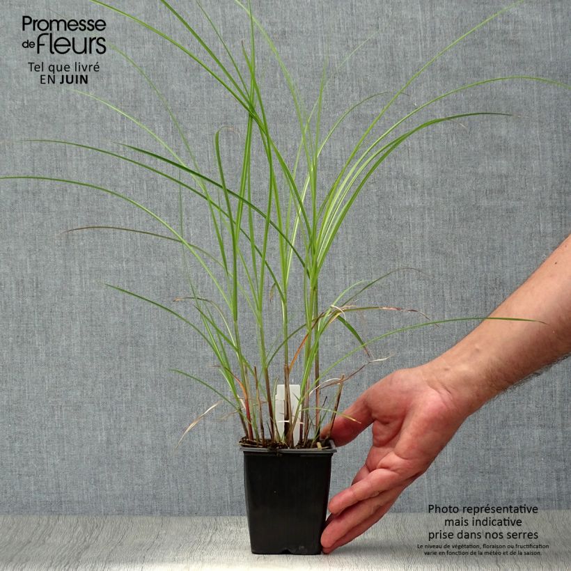 Esemplare di Miscanthus sinensis Yaku-Jima Vasetto da 8/9 cm consegnato in estate