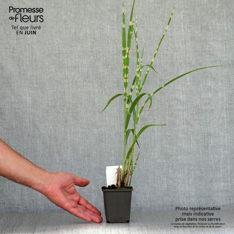 Esemplare di Miscanthus sinensis Zebrinus Vasetto da 8/9 cm consegnato in estate