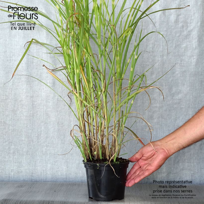 Esemplare di Miscanthus sinensis Zebrinus Vaso da 2L/3L consegnato in estate