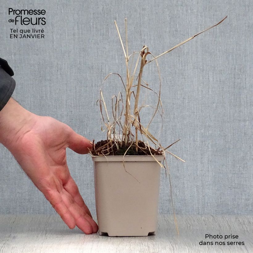 Miscanthus giganteus Alligator Vaso da Ø 10 cm/11 cm esemplare consegnato in inverno
